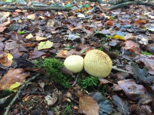 herfstwandeling4