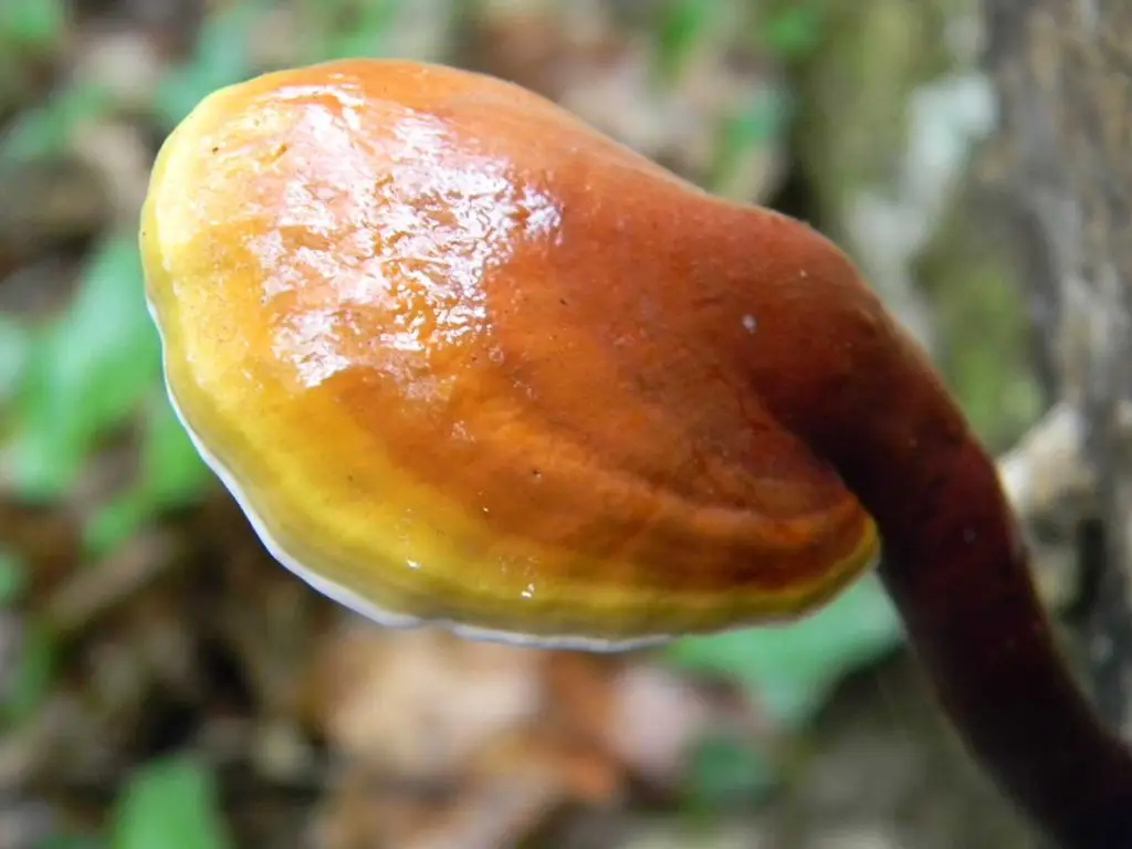 Reishi en Fitoterapia 4 reishi