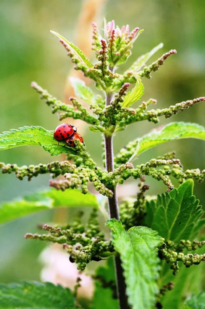 Ficha fitoterapia Nº2 - Urtica dioica (ortiga mayor) 2 ortiga