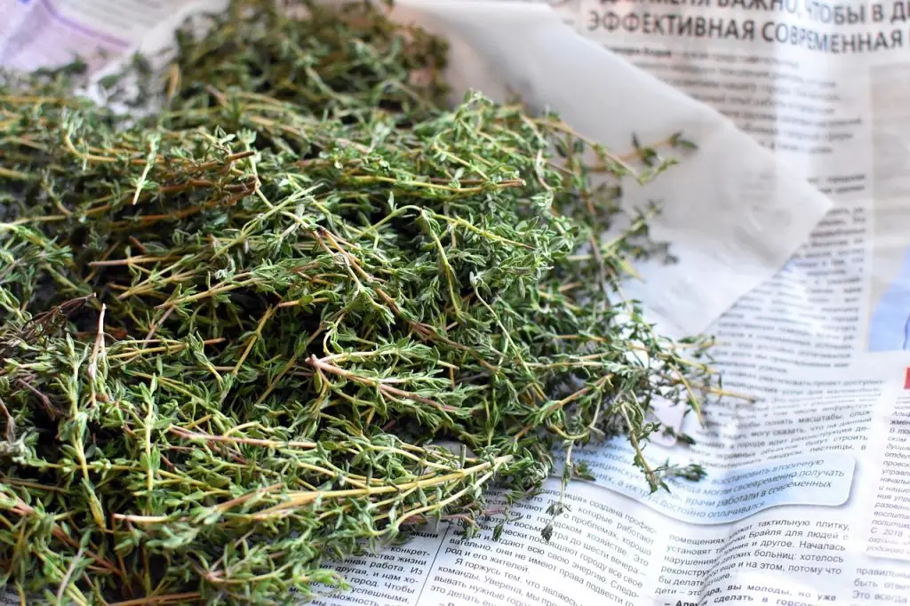 Ficha fitoterapia N.º1 - Thymus vulgaris (tomillo) 3 tomillo