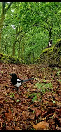 Maltrato Vegetal - Breve Reflexión 1 pegas 1