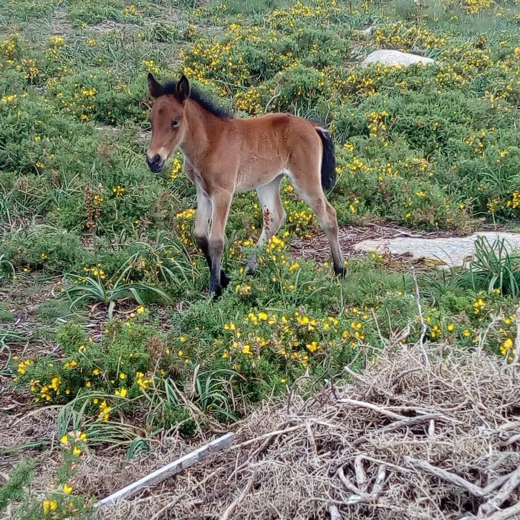 Fotos de Animales - 1 6 1719001540436 1