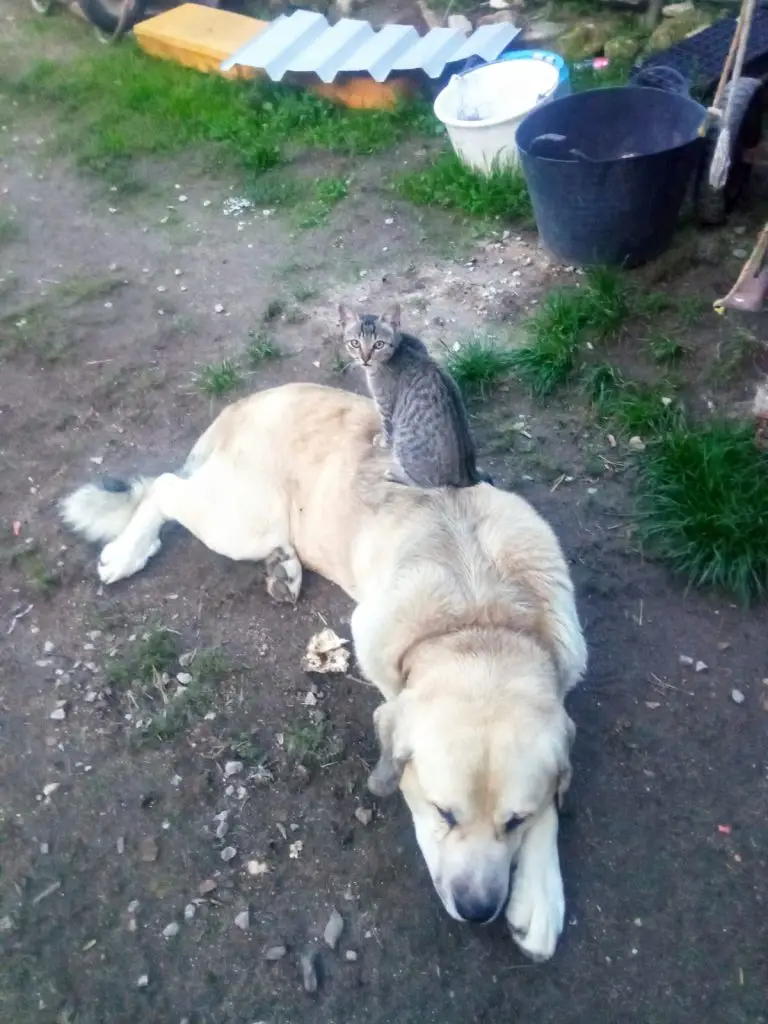Imágenes que emocionan 4 perro y gato