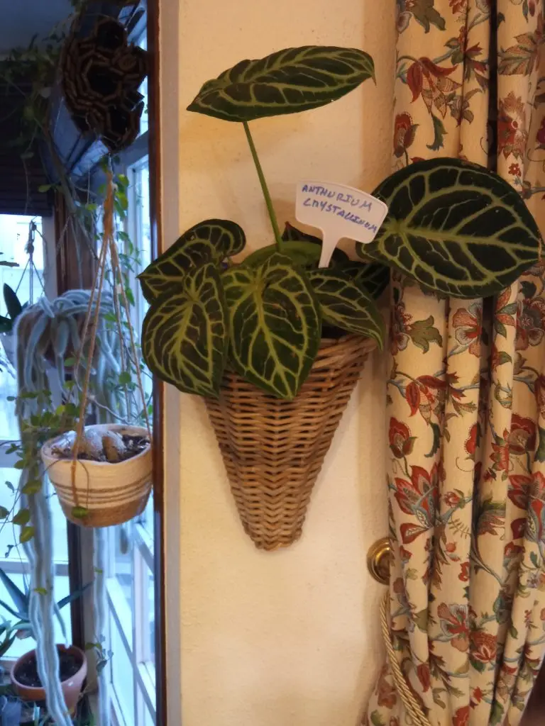 Anthurium karma cristal
