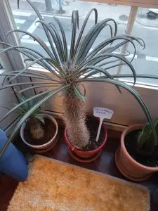Pachypodium geayi