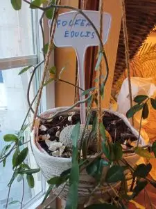 Fockea edulis