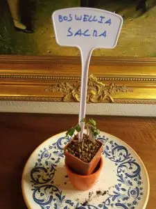 Árboles 3 Boswellia sacra