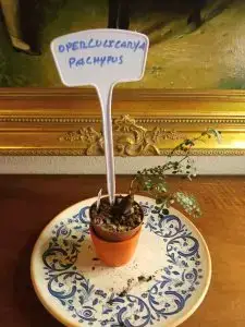 Operculicarya pachypus
