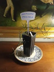 Cycas, Zamias y Macrozamias 23 Macrozamia stenomera