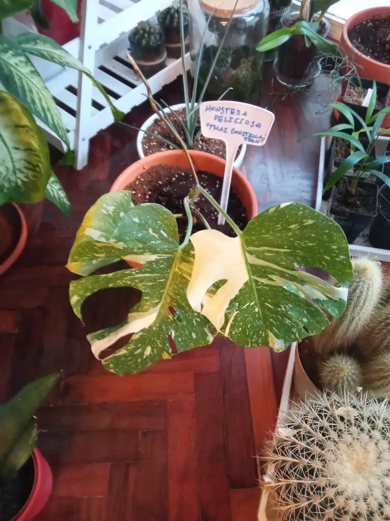 Monstera deliciosa "Thai Constellation"