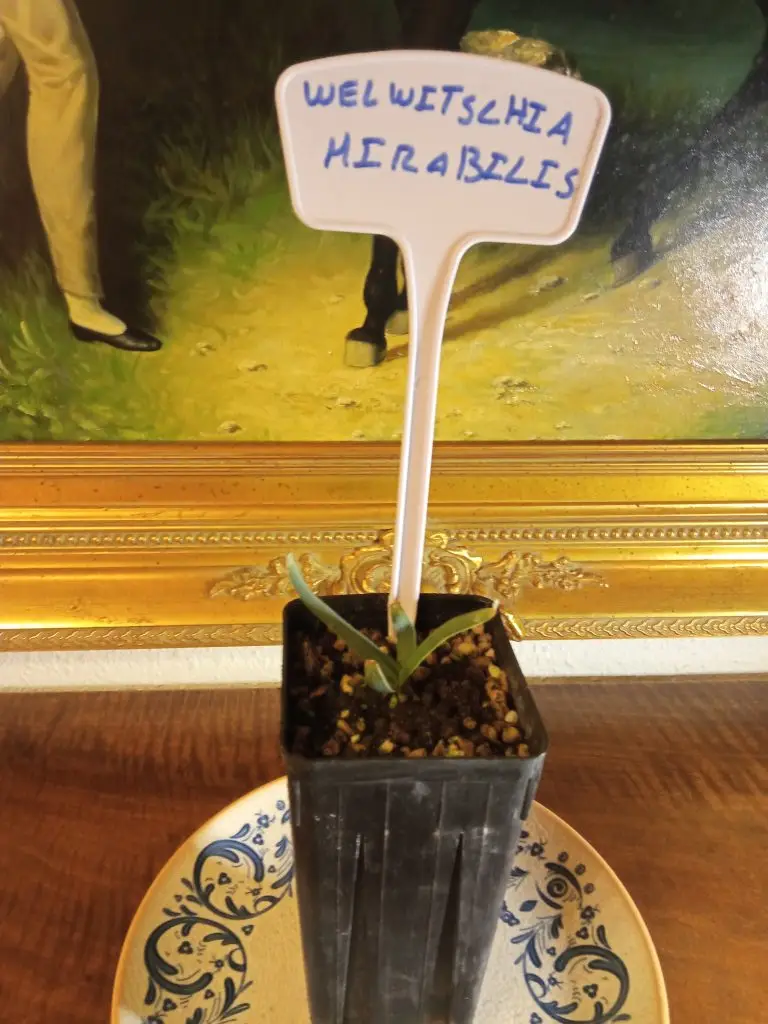 Welwitschia mirabilis