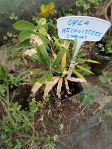 Cycas, Zamias y Macrozamias 24 Cycas micholitzii (China);