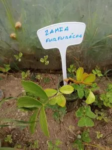 Cycas, Zamias y Macrozamias 25 Zamia furfurácea
