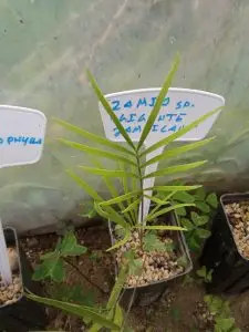 Cycas, Zamias y Macrozamias 26 Zamia sp. “Gigante jamaicano”;