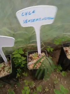 Cycas, Zamias y Macrozamias 28 Cycas sexseminifera