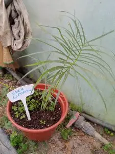 Cycas, Zamias y Macrozamias 29 Cyca clivicola