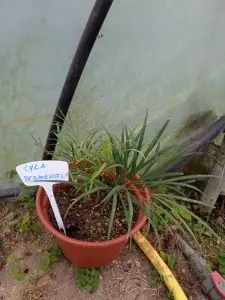 Cycas, Zamias y Macrozamias 30 Cyca debaoensis