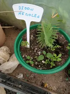 Cycas, Zamias y Macrozamias 31 - Dioon merolae