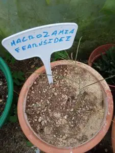 Cycas, Zamias y Macrozamias 37 Macrozamia fearnsidei