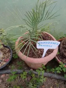 Cycas, Zamias y Macrozamias 35 Macrozamia fraseri