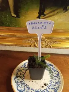 Árboles 9 Araucaria rulei