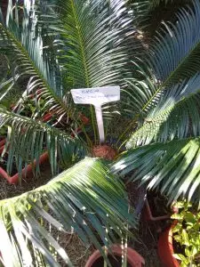 Cycas, Zamias y Macrozamias 34 Cyca Panzhihuaensis