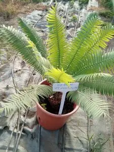 Cycas, Zamias y Macrozamias 32 Dioon spinulosum