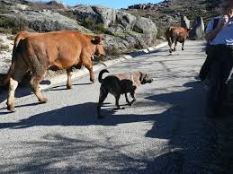 vaca y perro