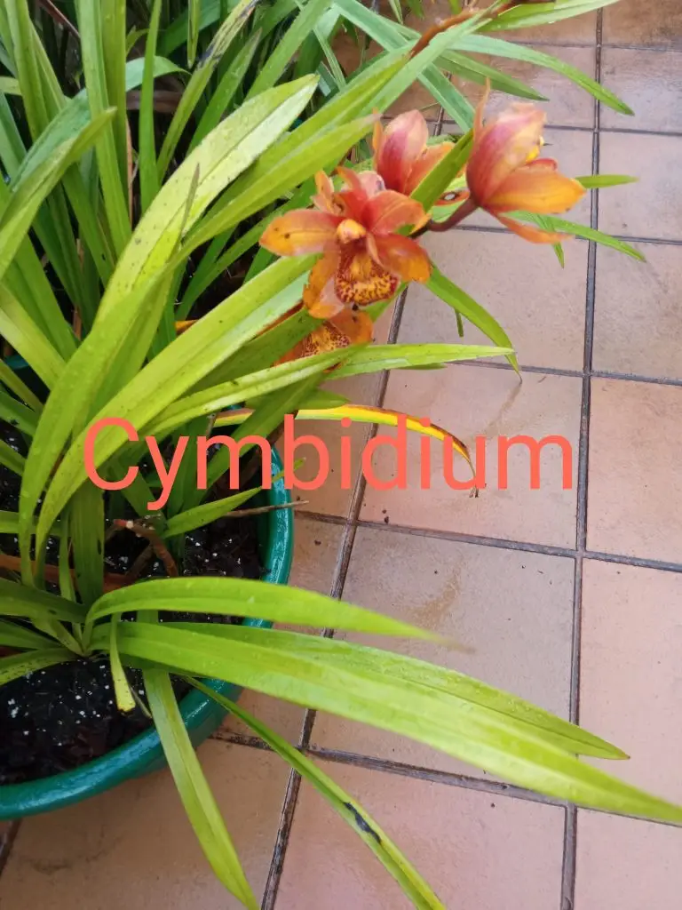 Orquídeas 2 Cymbidium