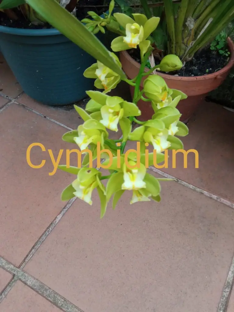 Orquídeas 8 Cymbidium