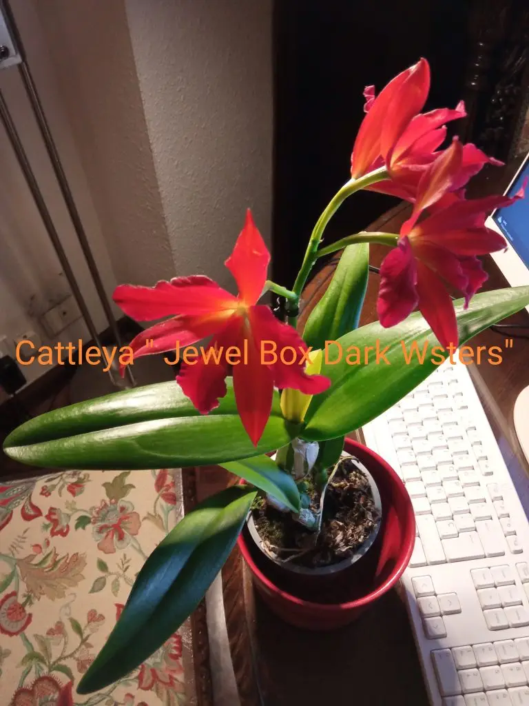 Orquídeas 4 Cattleya "Jewel Box Dark Waters"