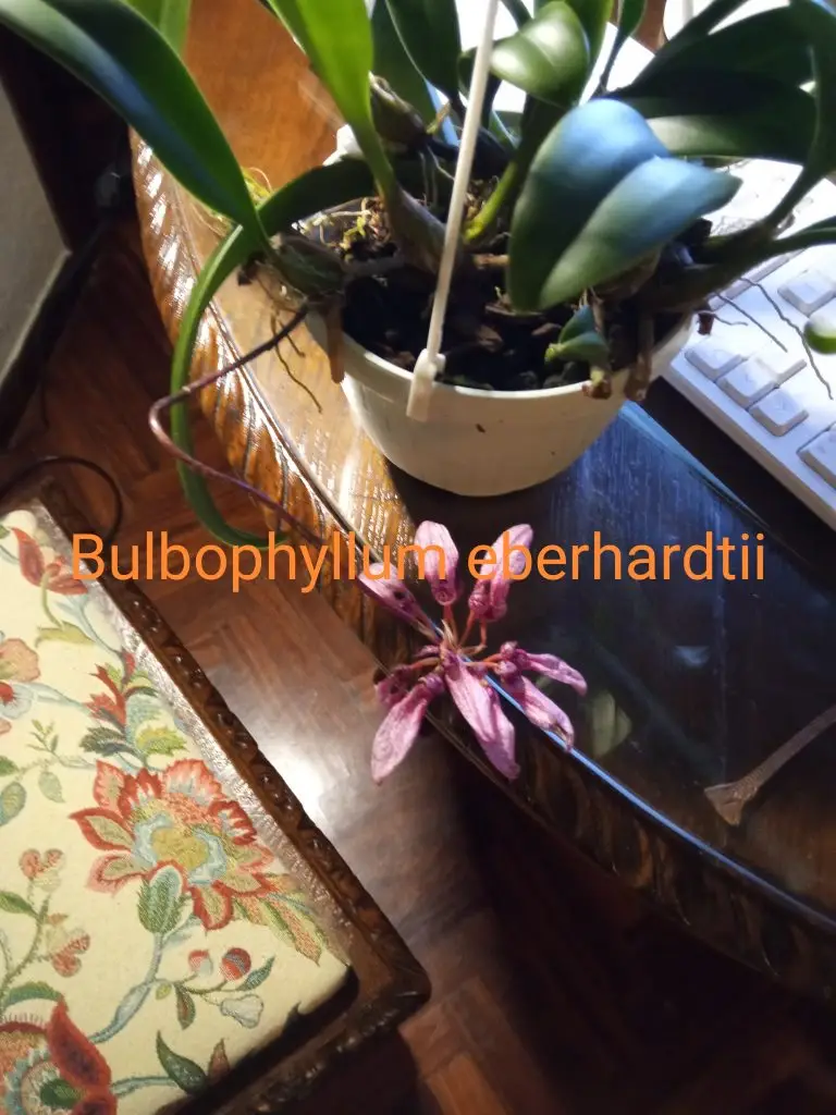Orquídeas 5 Bulbophyllum eberhardtii