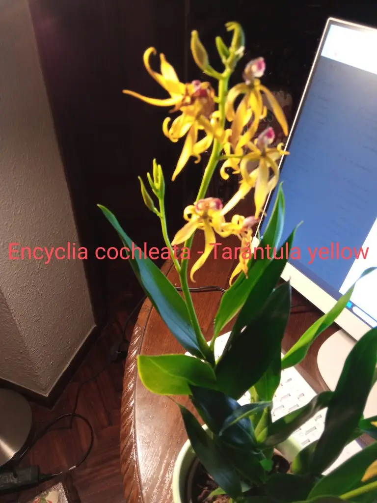 Orquídeas 7 Encyclia cochleata - Tarantula Yellow