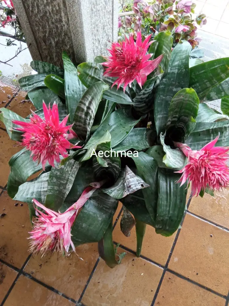 Aechmea fasciata