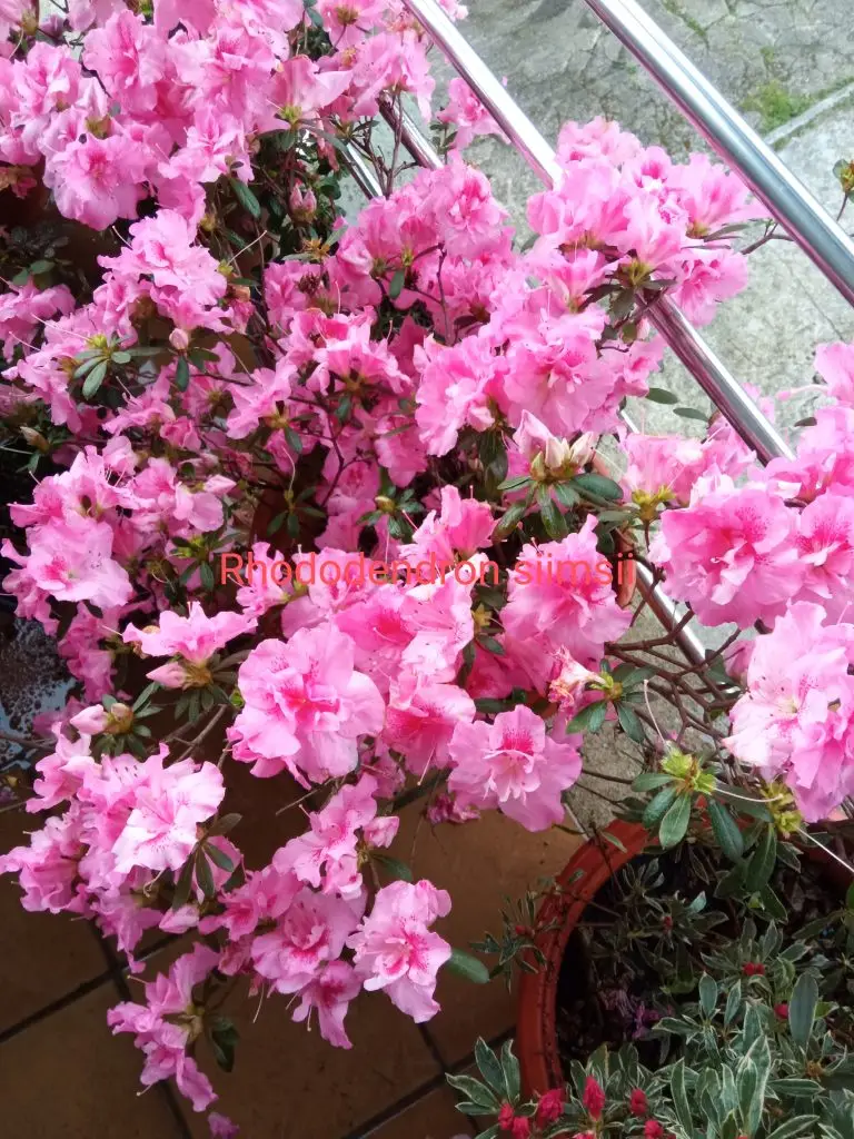 Azaleas 7 Rhododendron siimsii