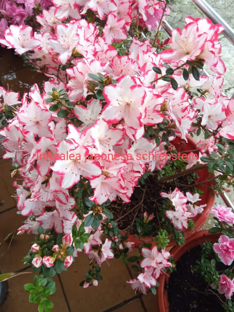 Azalea japonesa schrenstern