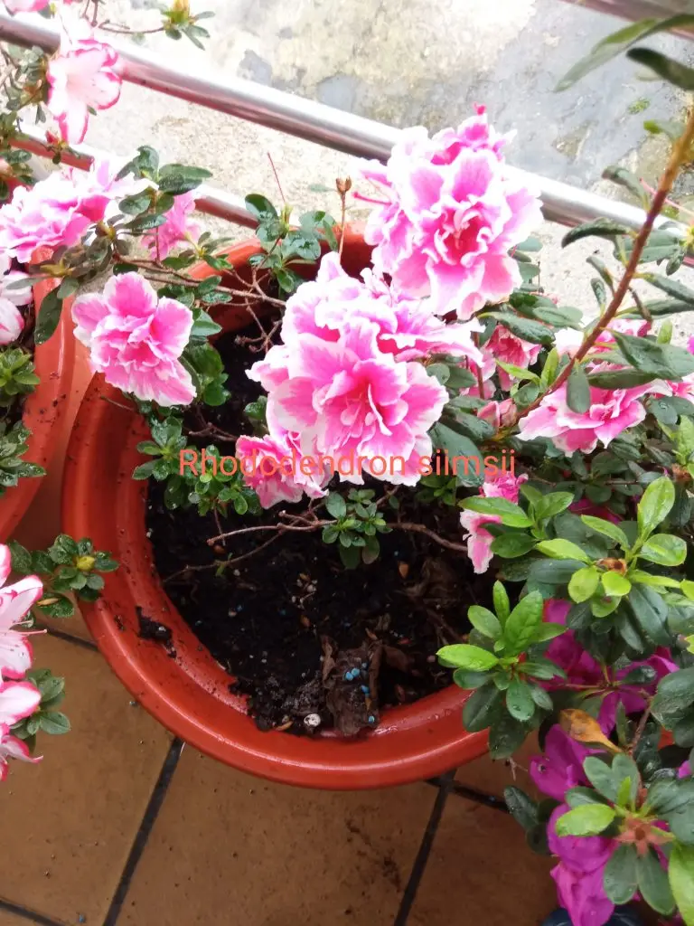 Azaleas 6 Rhododendron siimsii
