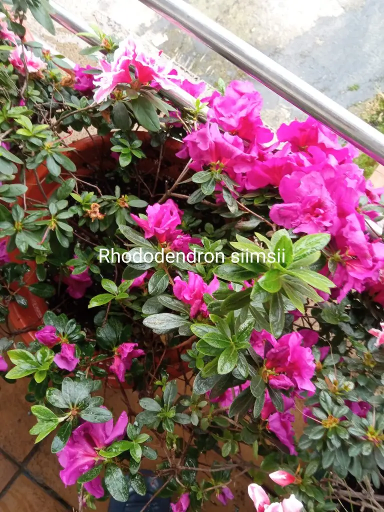 Azaleas 5 Rhododendron siimsii