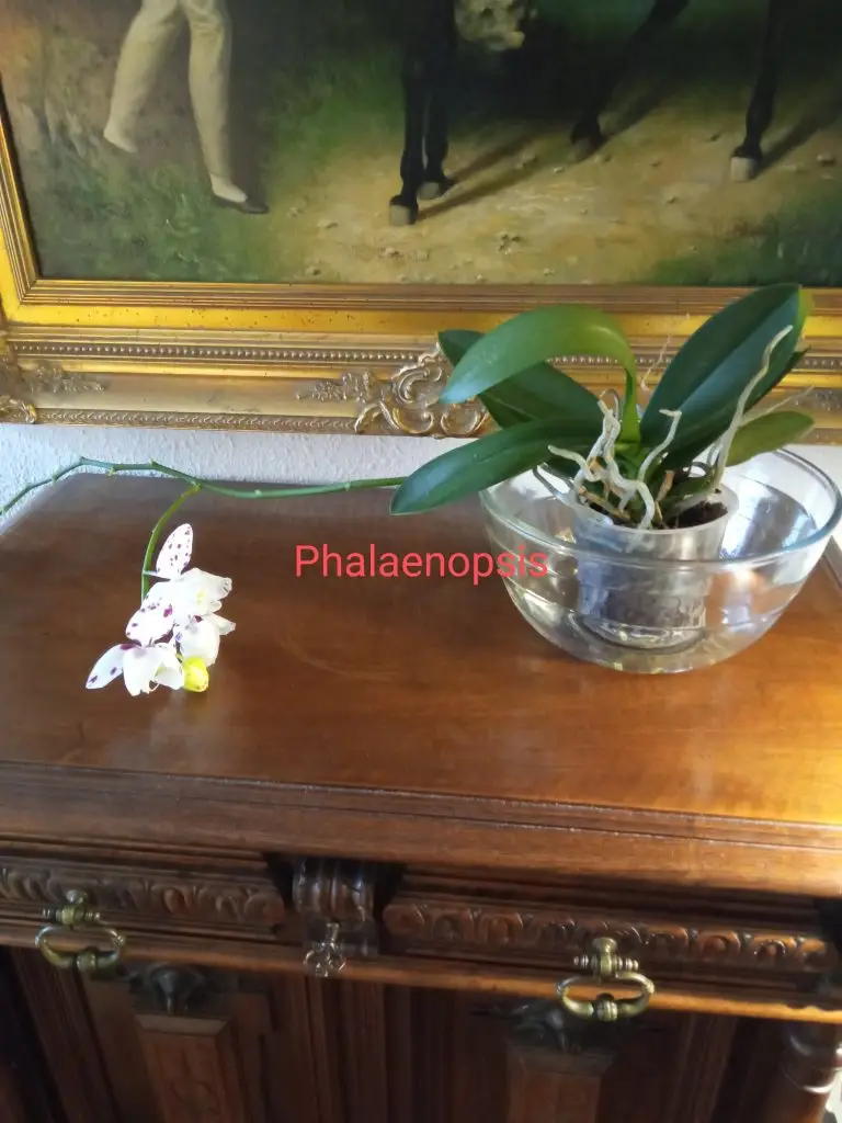 Orquídeas 9 Phalaenopsis