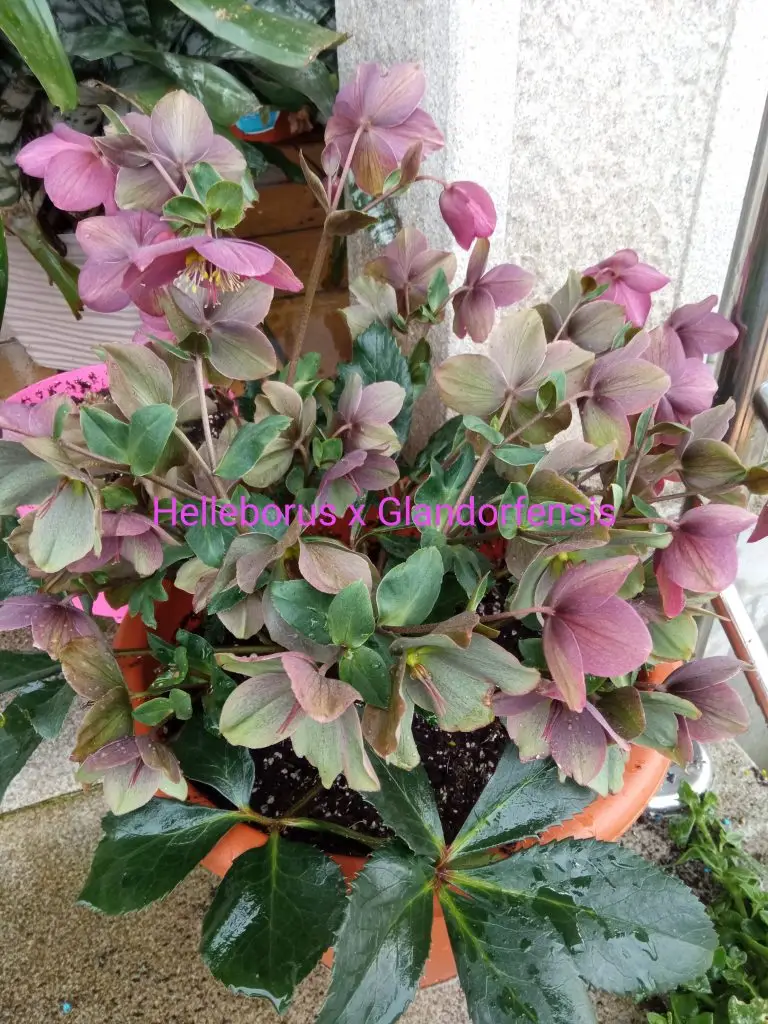 Helleborus x Glandorfensis