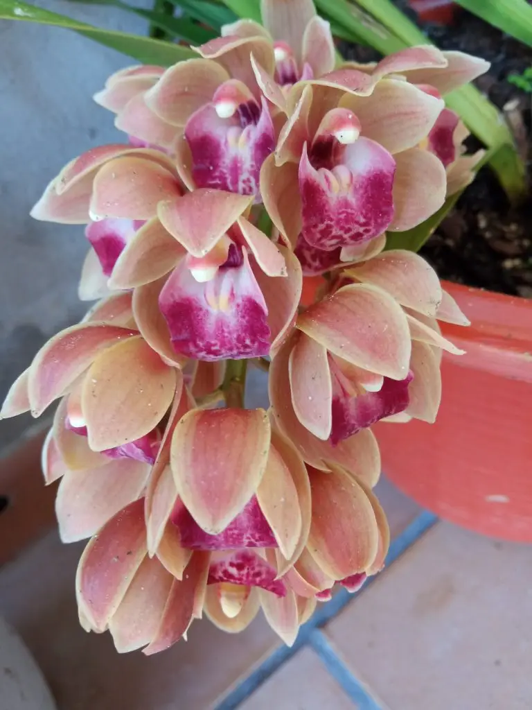 Orquídeas 11 Cymbidium Mary Green "Spring Wind"