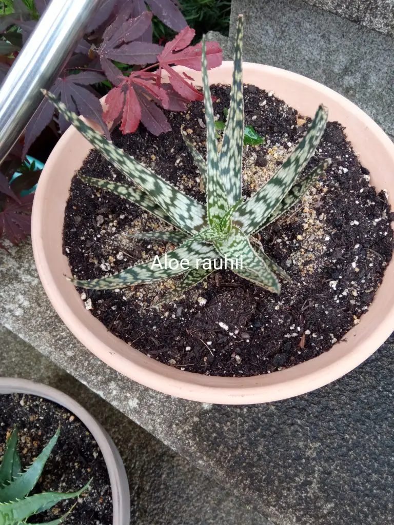 Cactus y Suculentas 19 aloe rauhii