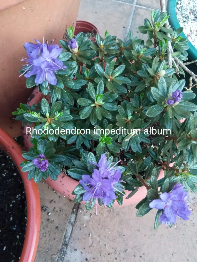 Azaleas 4 Rhododendron impeditum album