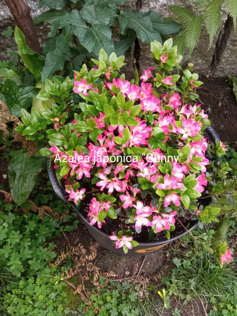 Azaleas 2 Azalea japónica “Gunny”