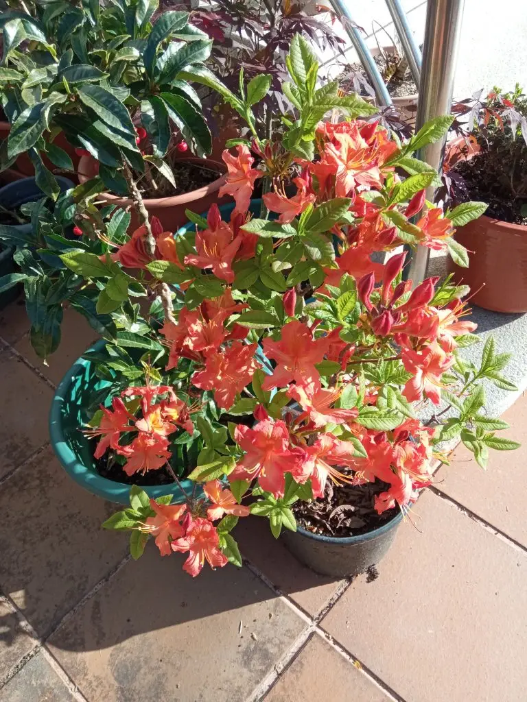 Azaleas 11 Azalea mollis