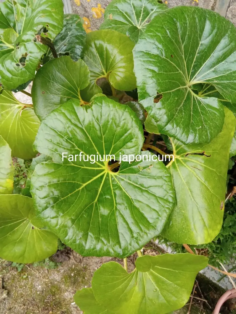Farfugium japonicum