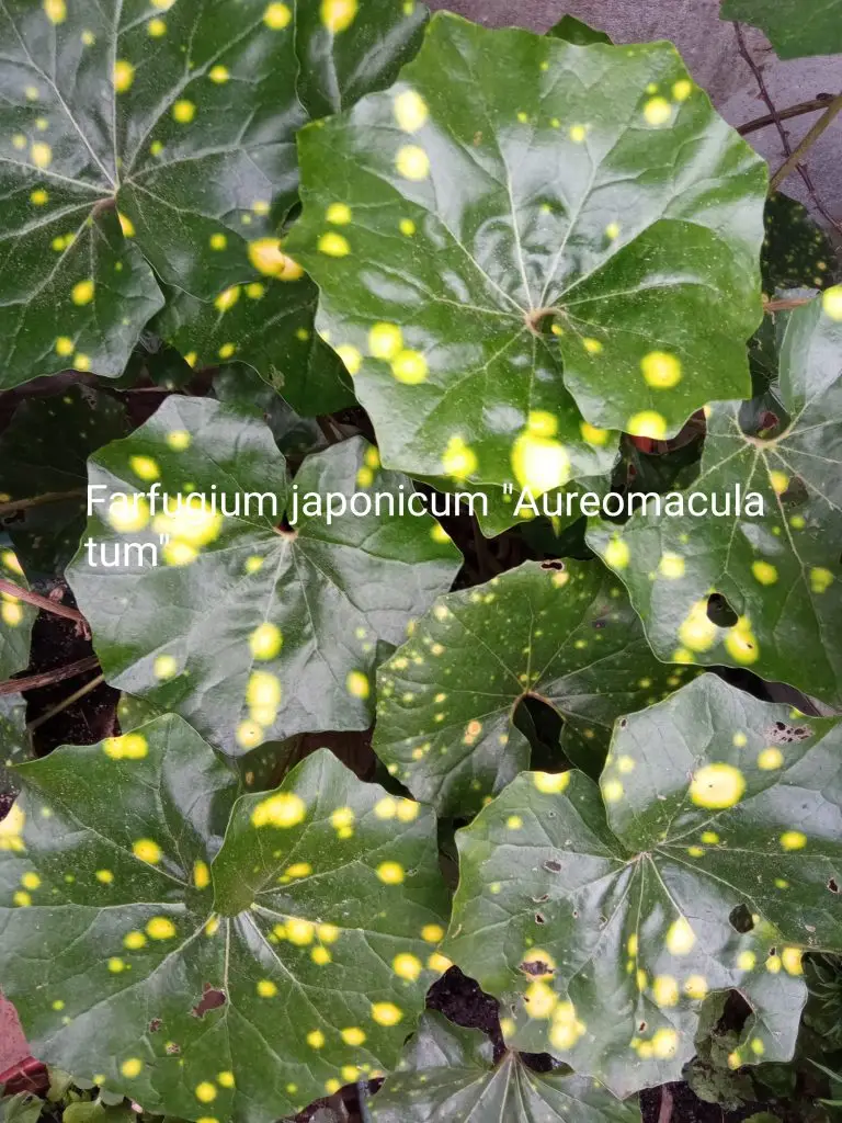 Farfugium japonicum aureomaculatum