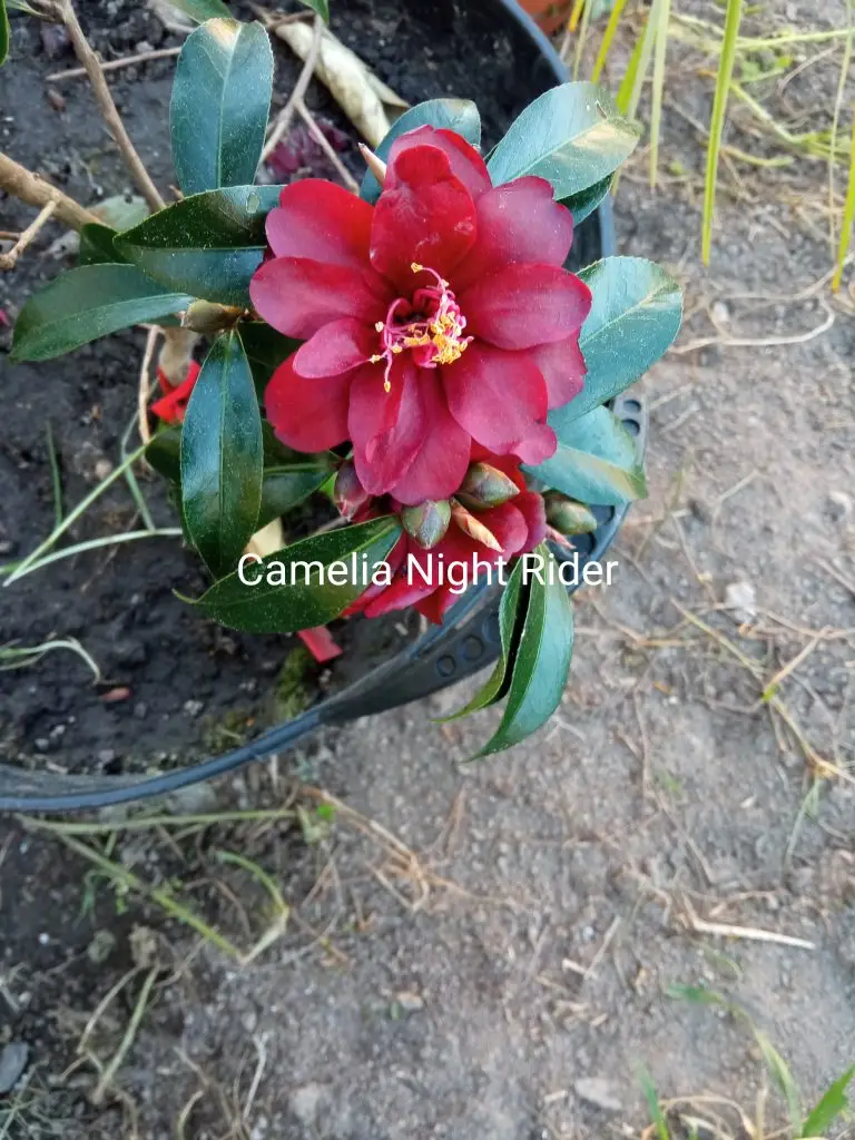 Camelias 39 camelia 2