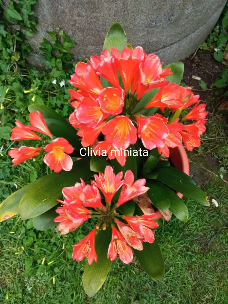 Clivia miniata