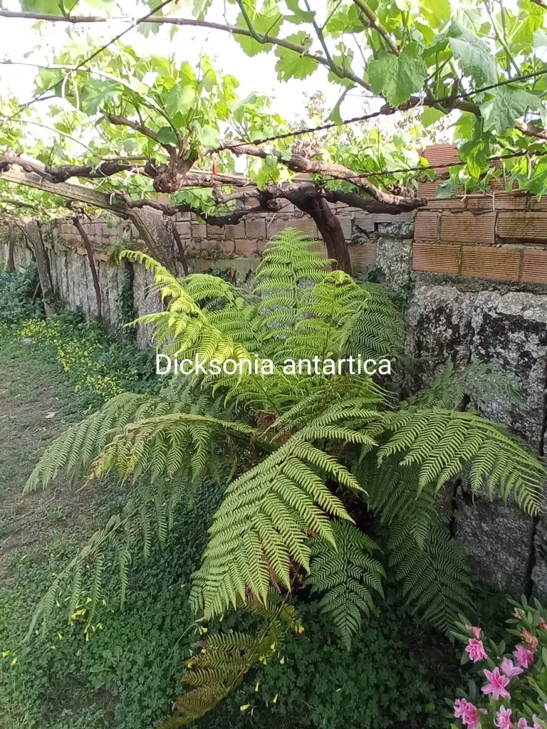 Helechos 14 dicksonia antartica